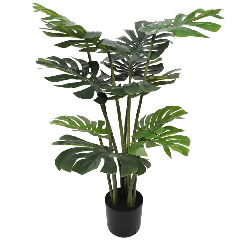 Split Philodendron Monstera Deliciosa (Split Leaf) 120cm - Designer Plants