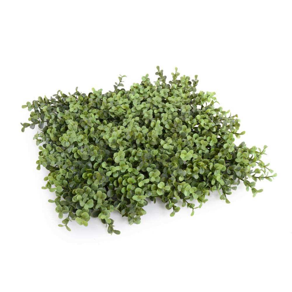 Premium Natural Buxus Hedge Panels UV Resistant SAMPLE