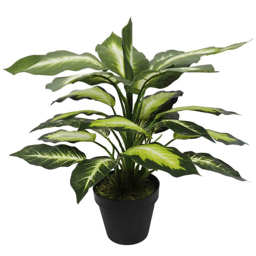 Leopard Lily (Dieffenbachia) with Pot 40cm - Designer Plants