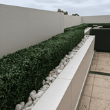 Portable Boxwood Hedge UV Resistant 25cm High 100cm Long