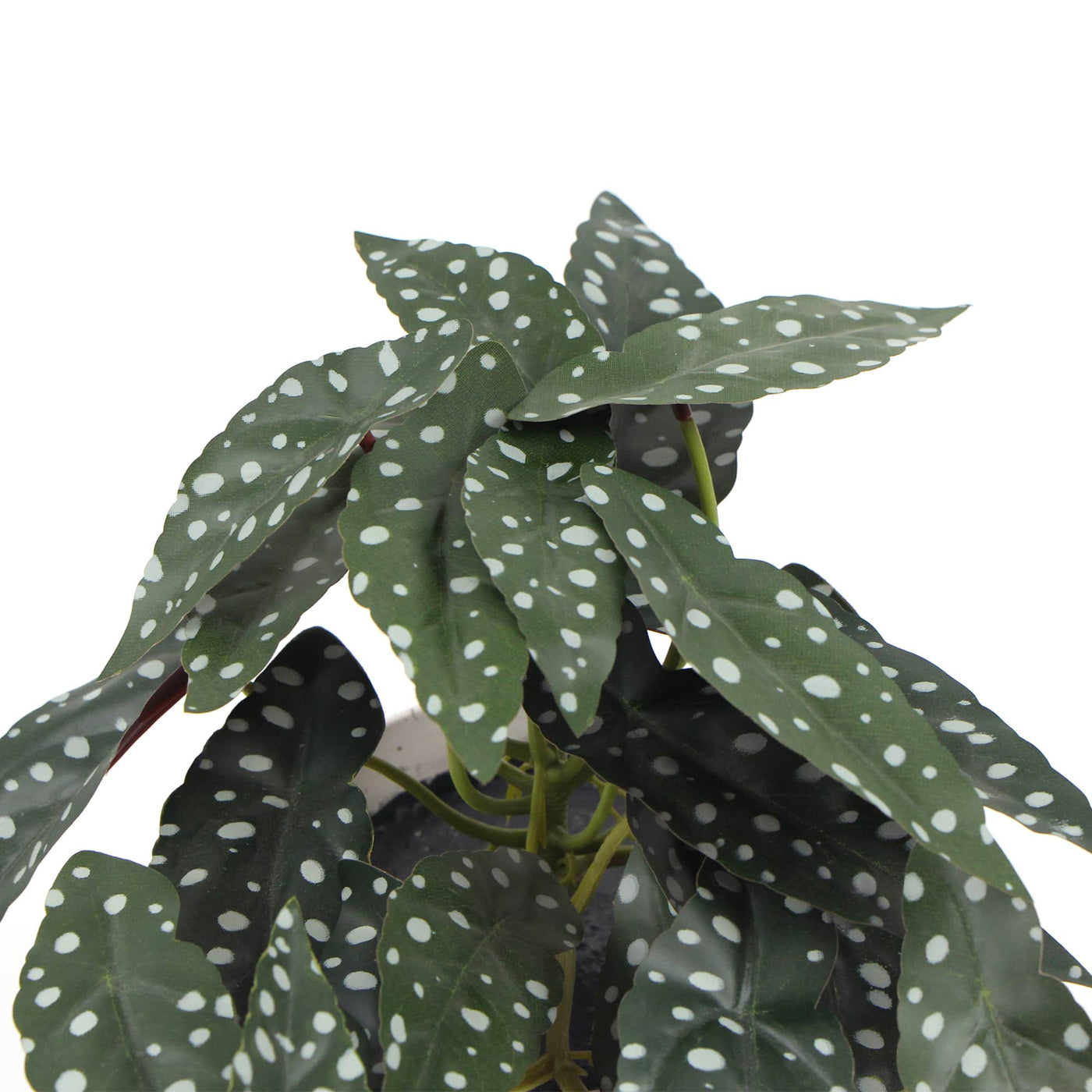 Artificial Begonia Maculata Plant In Decorative Bowl 30cm