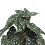 Artificial Begonia Maculata Plant In Decorative Bowl 30cm
