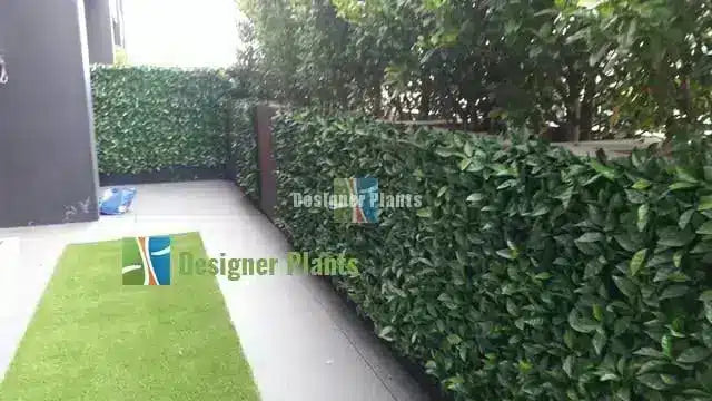 Hedges to add life to a fence. (job in progress)