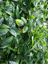 Dense Green Meadows Vertical Garden / Green Wall UV Resistant 1m x 1m