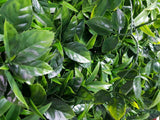 Dense Green Meadows Vertical Garden / Green Wall UV Resistant 1m x 1m
