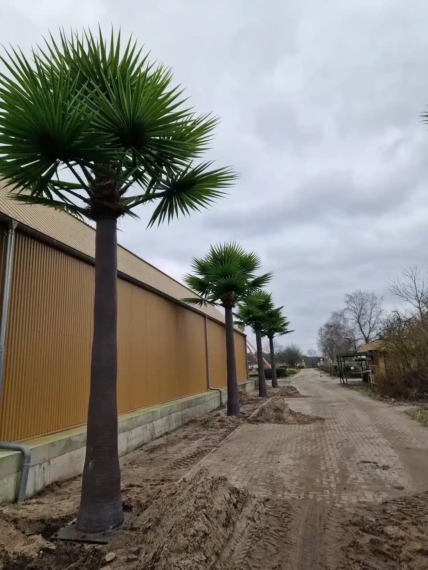 Tall Artificial Fan Palm Tree (4m to 7m) UV Resistant