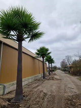 Tall Artificial Fan Palm Tree (4m to 7m) UV Resistant