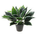 Dense Potted Artificial Calathea Plant 35cm - Designer Plants