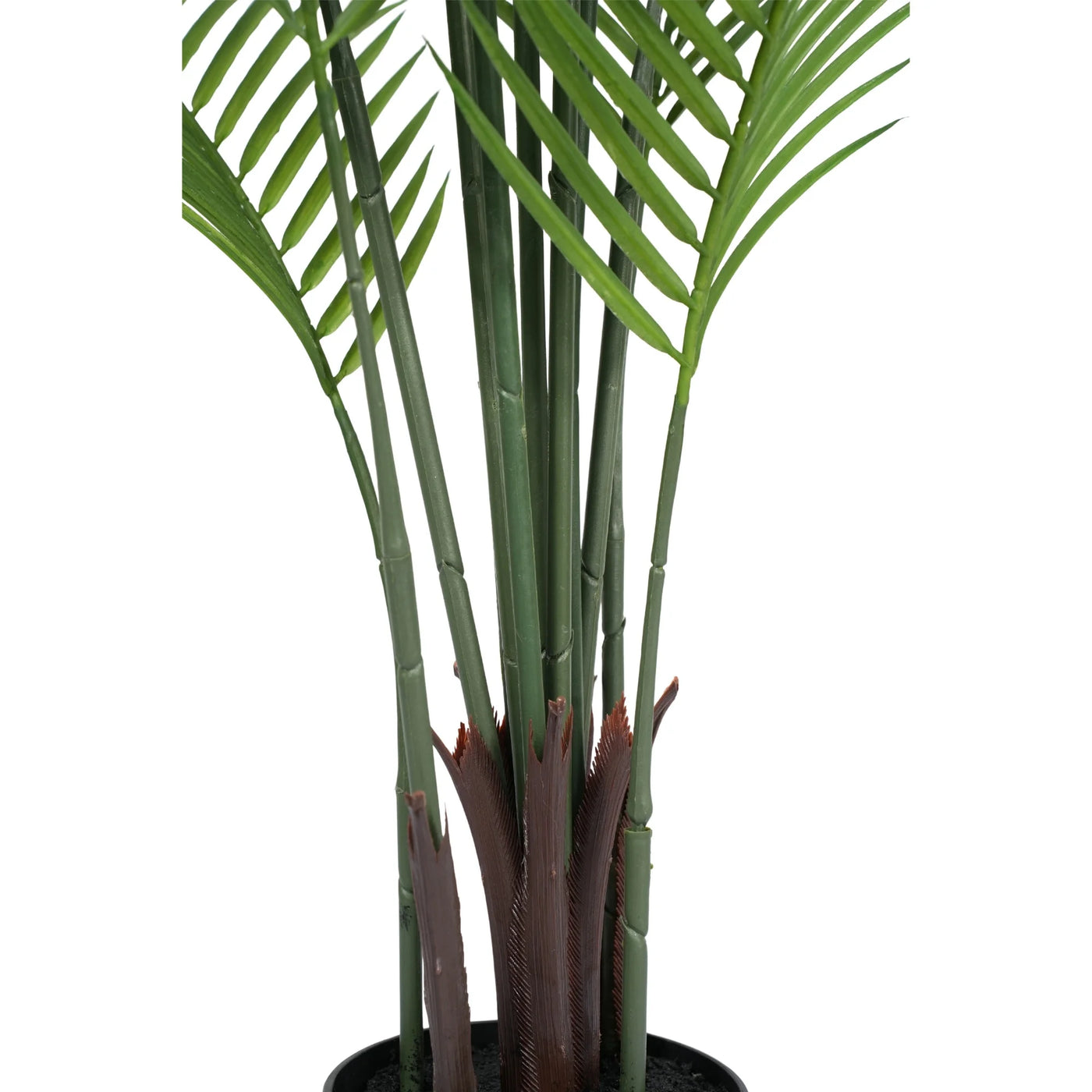 Potted plant with green leaves on a white background