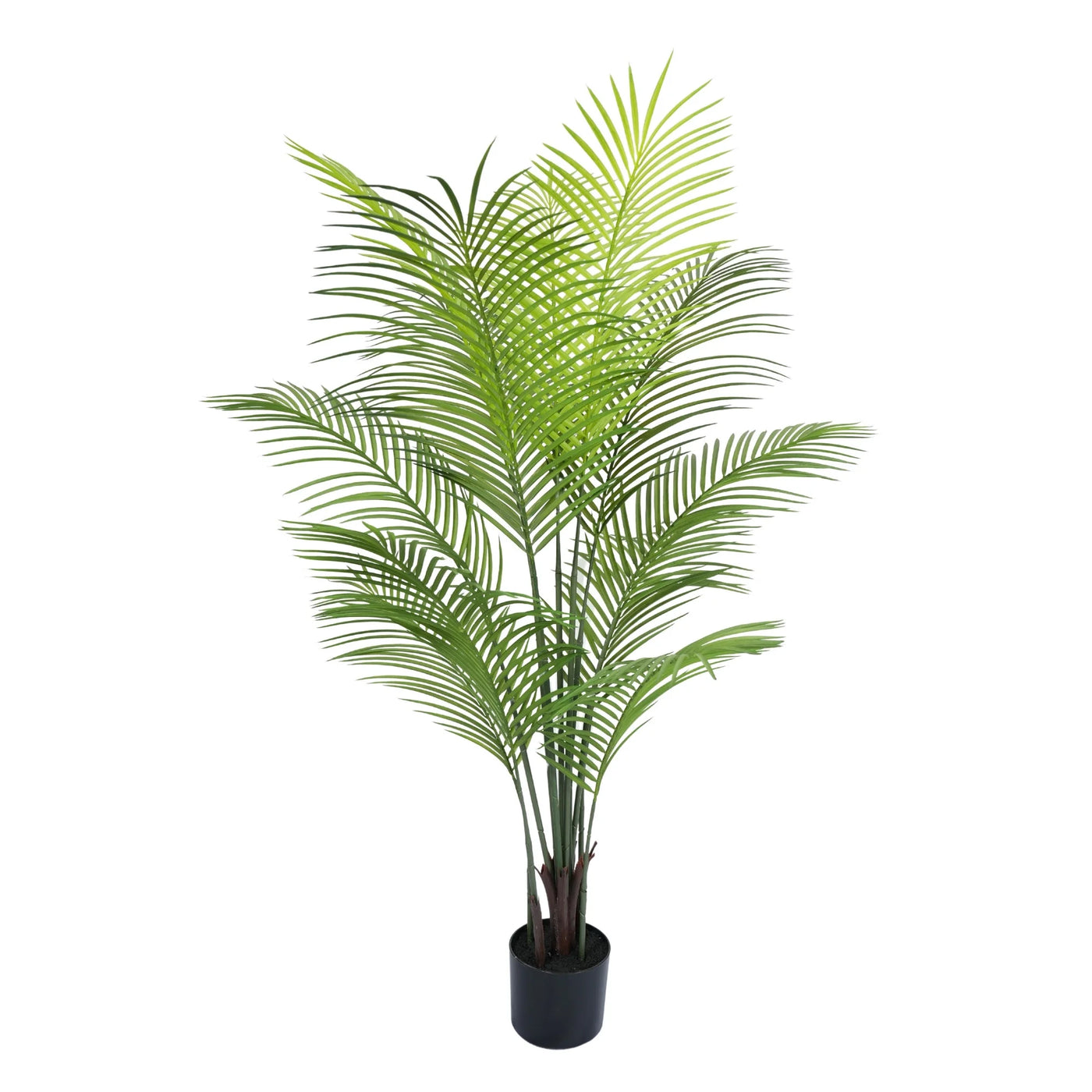 Potted green plant on a white background