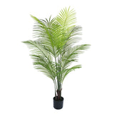 Potted green plant on a white background