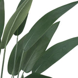 Close-up of green leaves on a white background