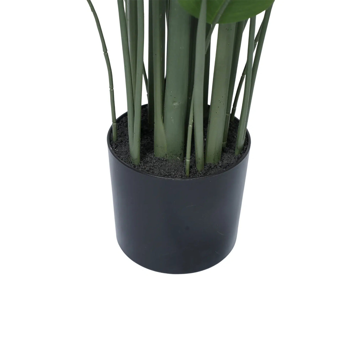 Potted plant with green leaves in a black pot on a white background
