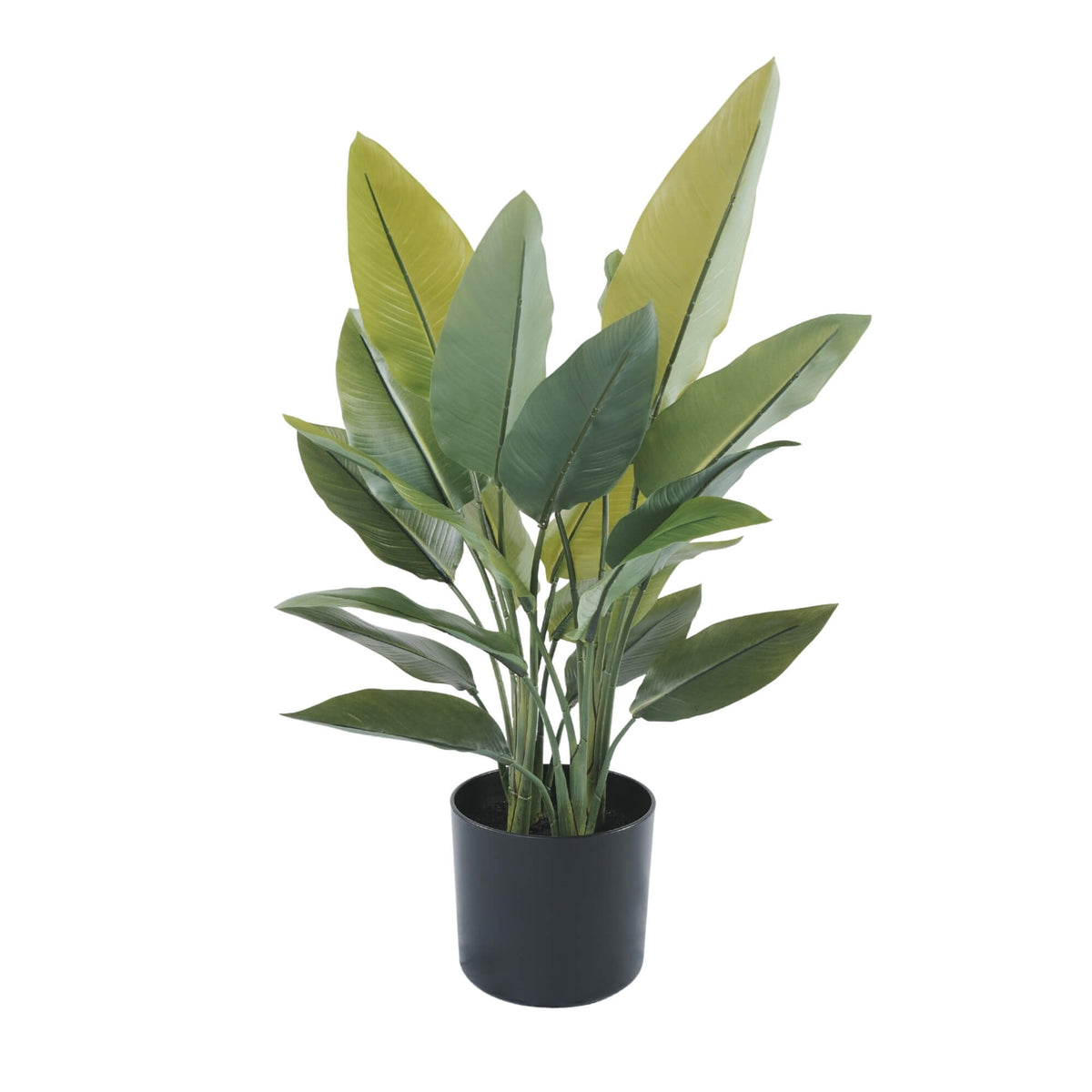 Potted plant with green leaves on a white background