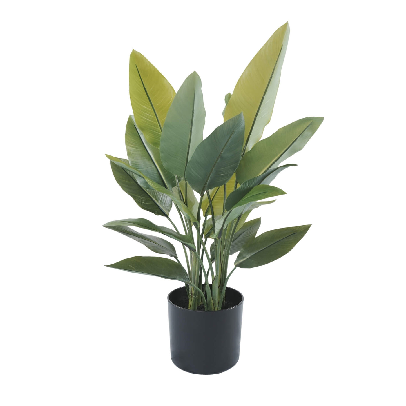 Potted plant with green leaves on a white background