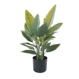 Potted plant with green leaves on a white background