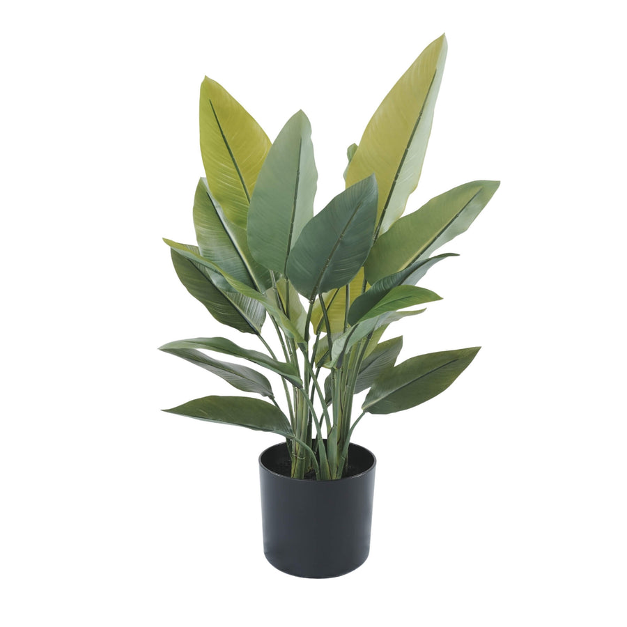 Potted plant with green leaves on a white background