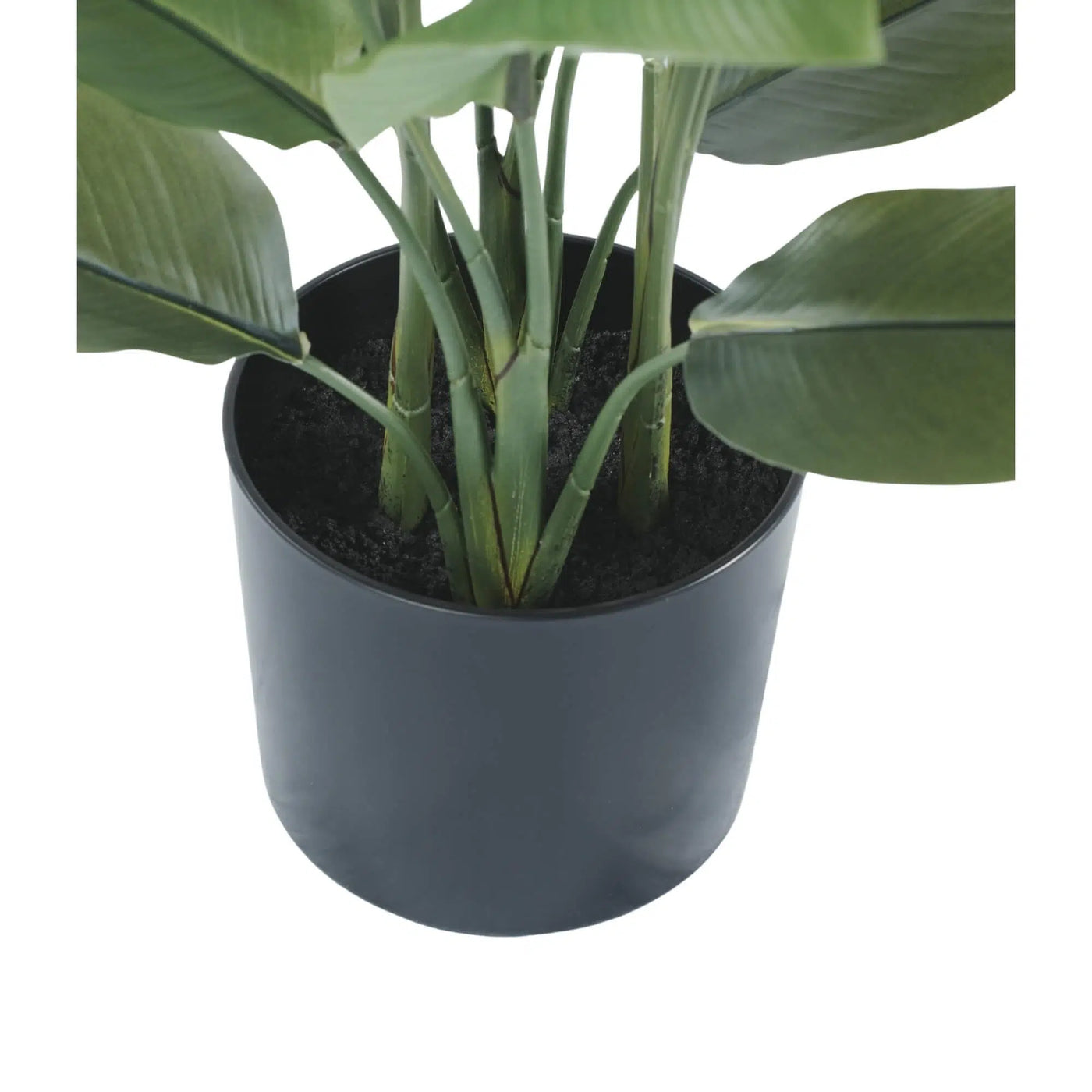 Potted plant with green leaves in a dark gray pot on a white background
