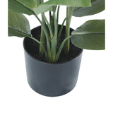 Potted plant with green leaves in a dark gray pot on a white background