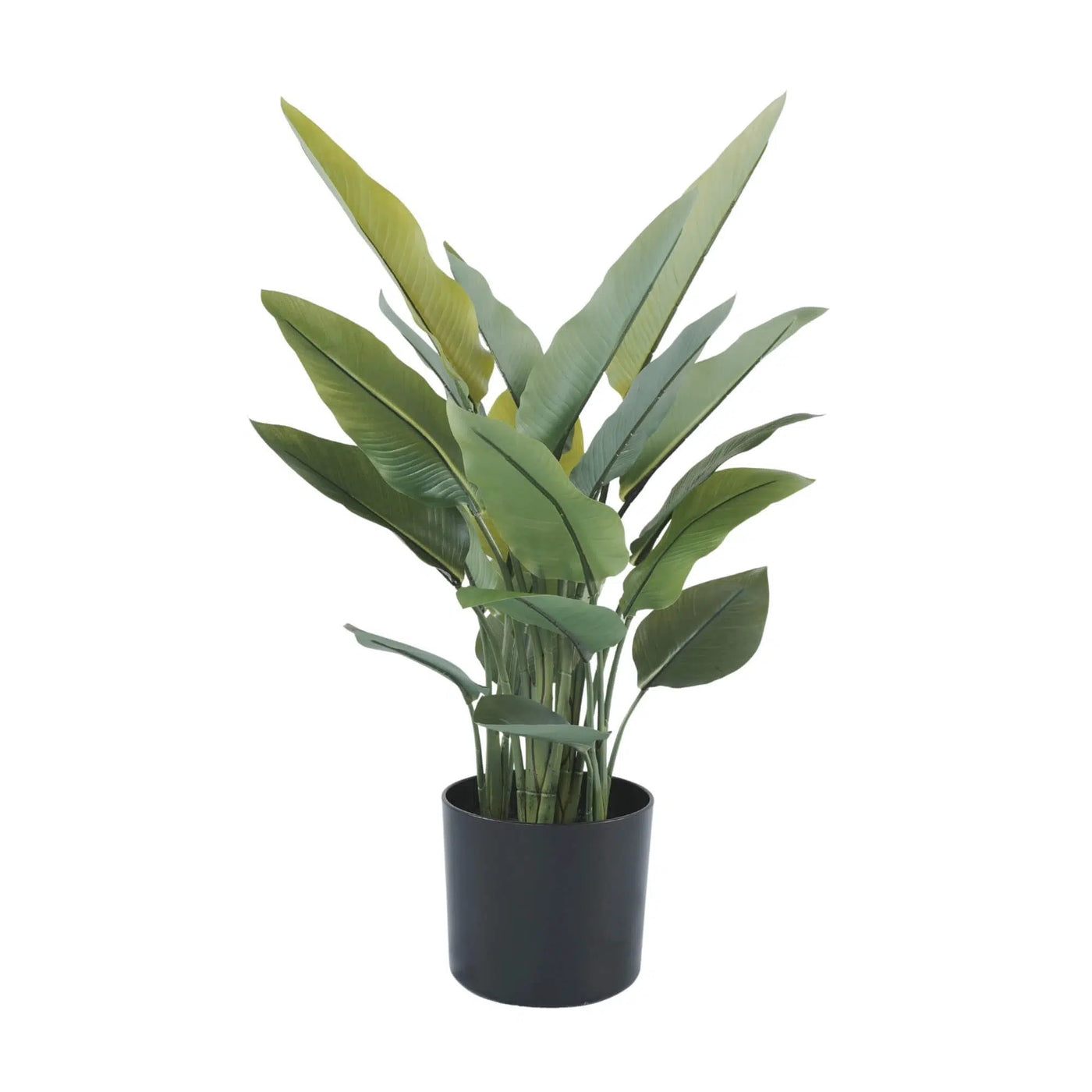 Potted plant with green leaves on a white background