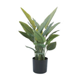Potted plant with green leaves on a white background