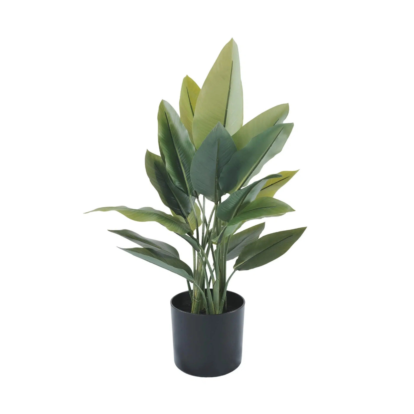 Potted plant with green leaves on a white background