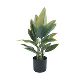 Potted plant with green leaves on a white background