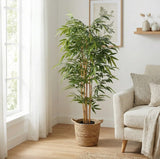 Potted plant in a living room with a sofa and window
