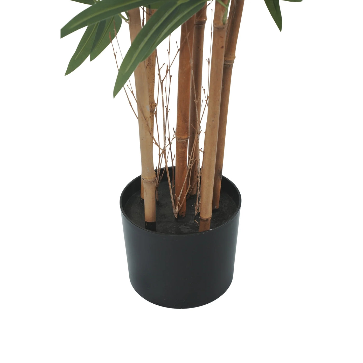 Potted plant with brown stems and green leaves on a white background