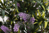 artificial lavender topiary tree 73cm - foliage detail