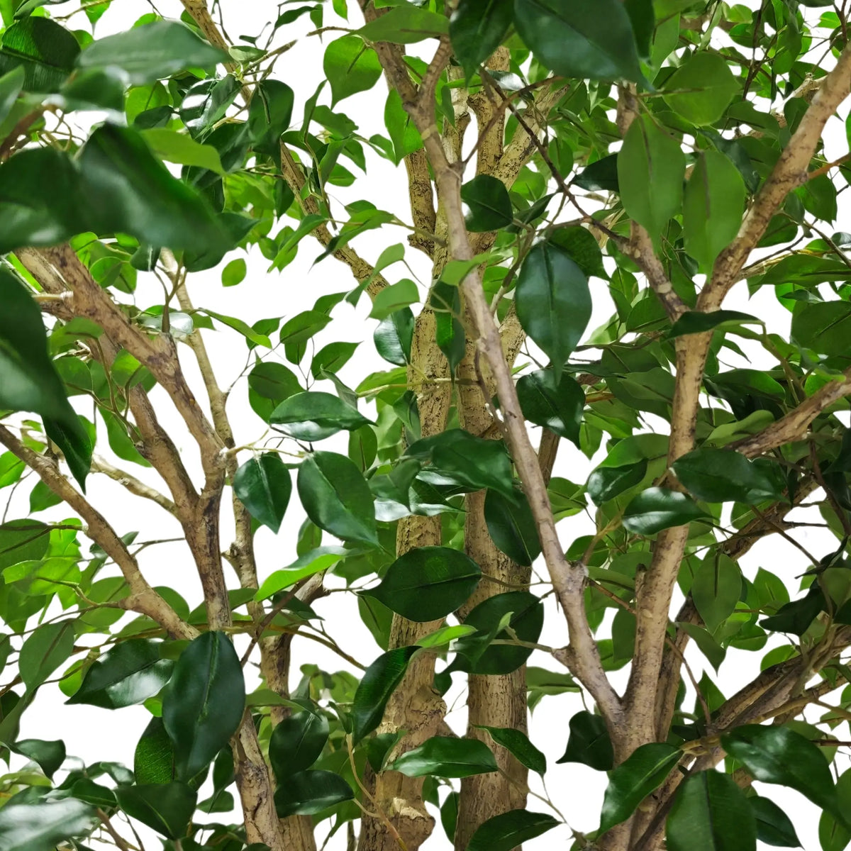 Green leaves and brown branches of a leafy tree against a solid white background.