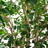 Green leaves and brown branches of a leafy tree against a solid white background.