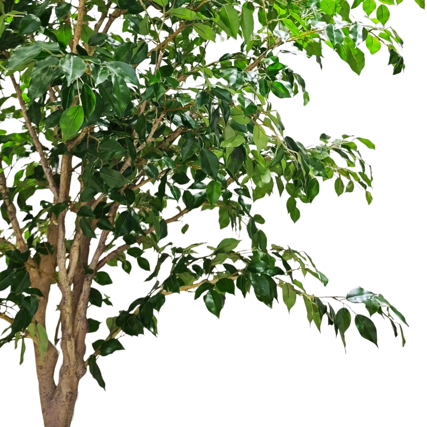 A live artificial potted tree with green leaves and brown branches, shown against a solid white background.