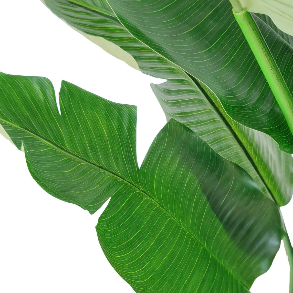 Large artificial banana leaves with realistic green veins and a glossy finish, arranged diagonally on a solid white background.