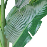 A close-up of a large tropical banana leaf with prominent parallel veins and a glossy green surface, shown against a plain white background.