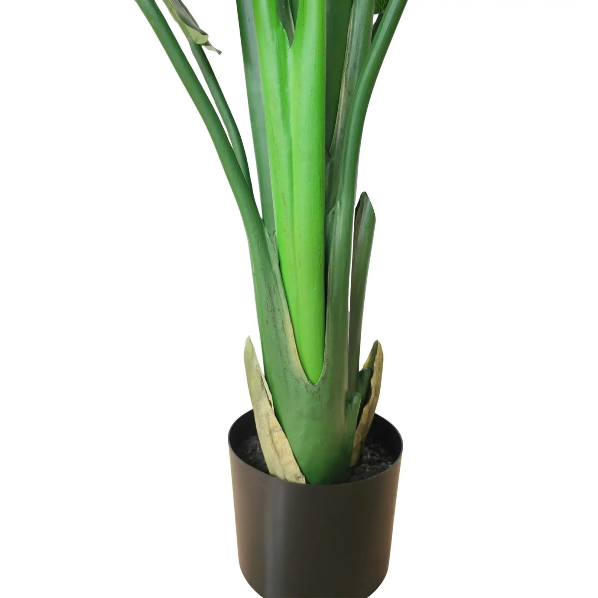 A tall green plant with thick upright stems and leaves, potted in a black plastic container against a plain white background.