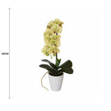 40cm Butterfly Artificial Orchid Cream