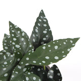 Artificial Begonia Maculata Plant In Decorative Bowl 30cm