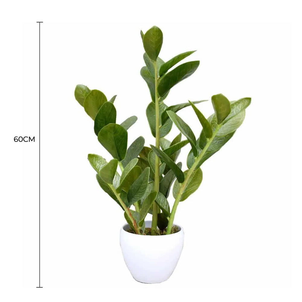 Potted plant with dimensions indicated on a white background
