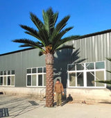 Tall Artificial Queensland Palm Tree (4m to 7m) UV Resistant
