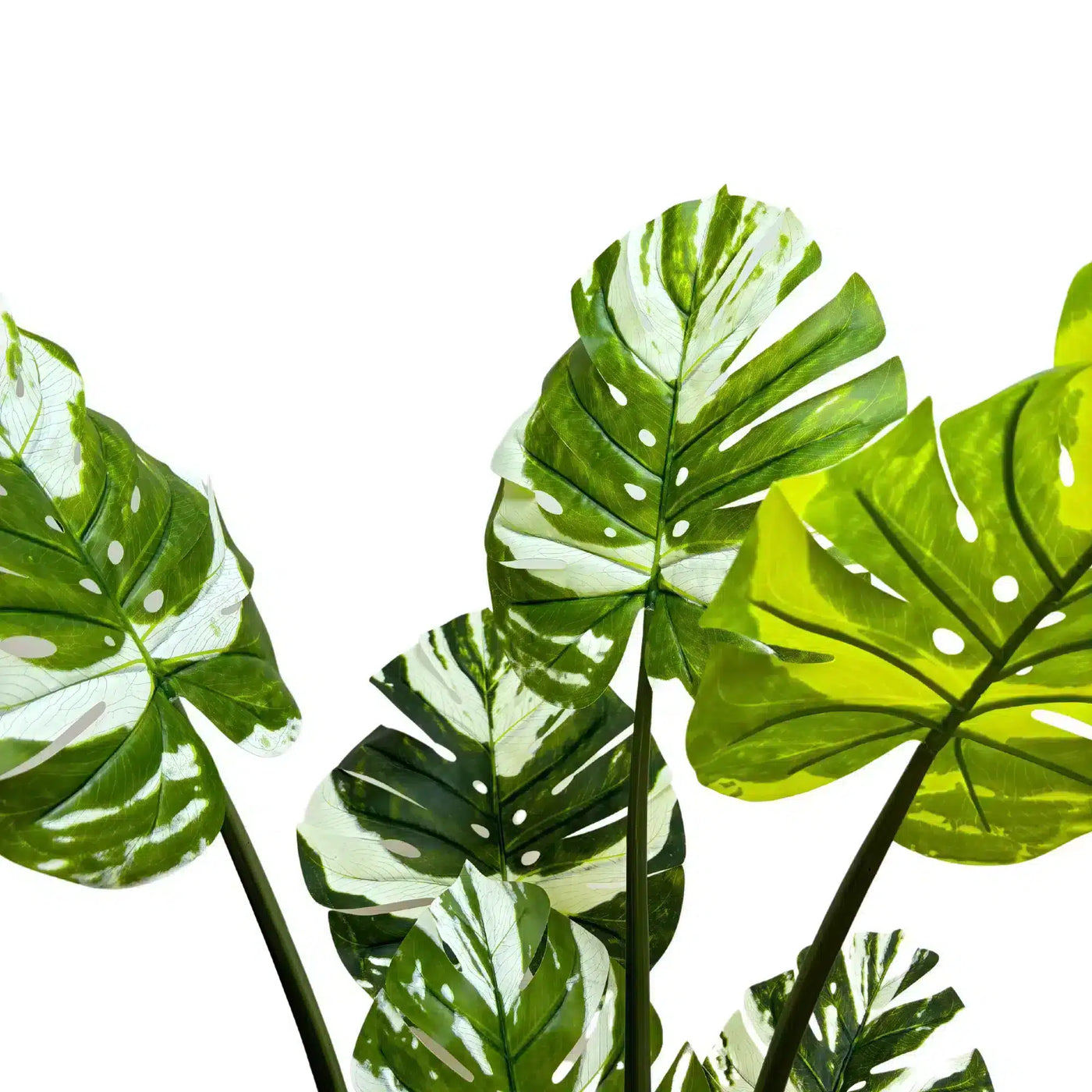 Premium Artificial Potted Monstera Albo 150cm