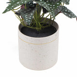Artificial Begonia Maculata Plant In Decorative Bowl 30cm