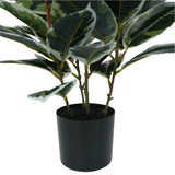 Artificial Bushy Dense Variegated Ficus Tree (Rubber Tree) 50cm