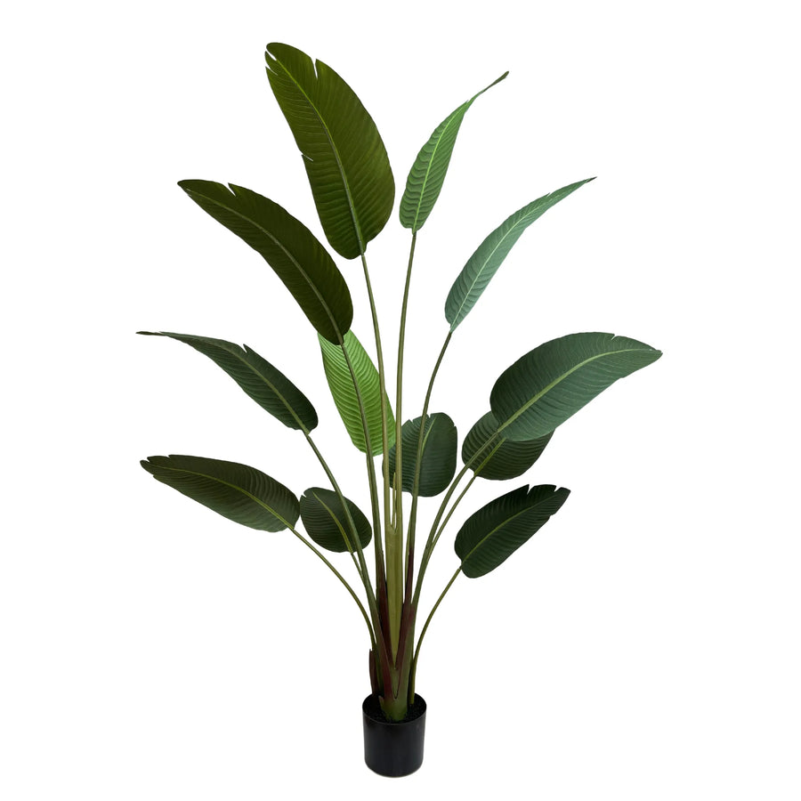 Grand Artificial Potted Travellers Palm (Banana Palm Tree) 180cm - Designer Plants