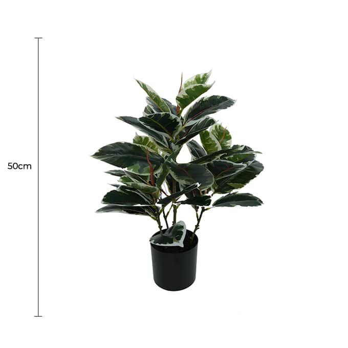Artificial Bushy Dense Variegated Ficus Tree (Rubber Tree) 50cm