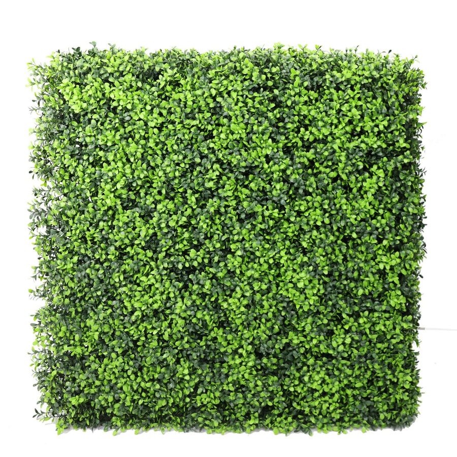 Luxury Deluxe Portable Buxus (Bright) Hedge UV Resistant 75cm x 75cm - Designer Plants