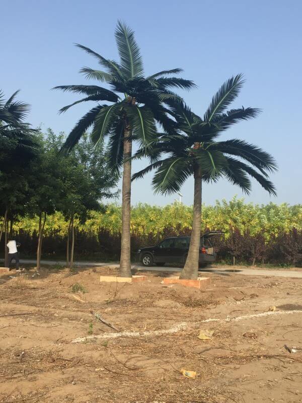 Tall Artificial Coconut Palm Tree (4m to 7m) UV Resistant
