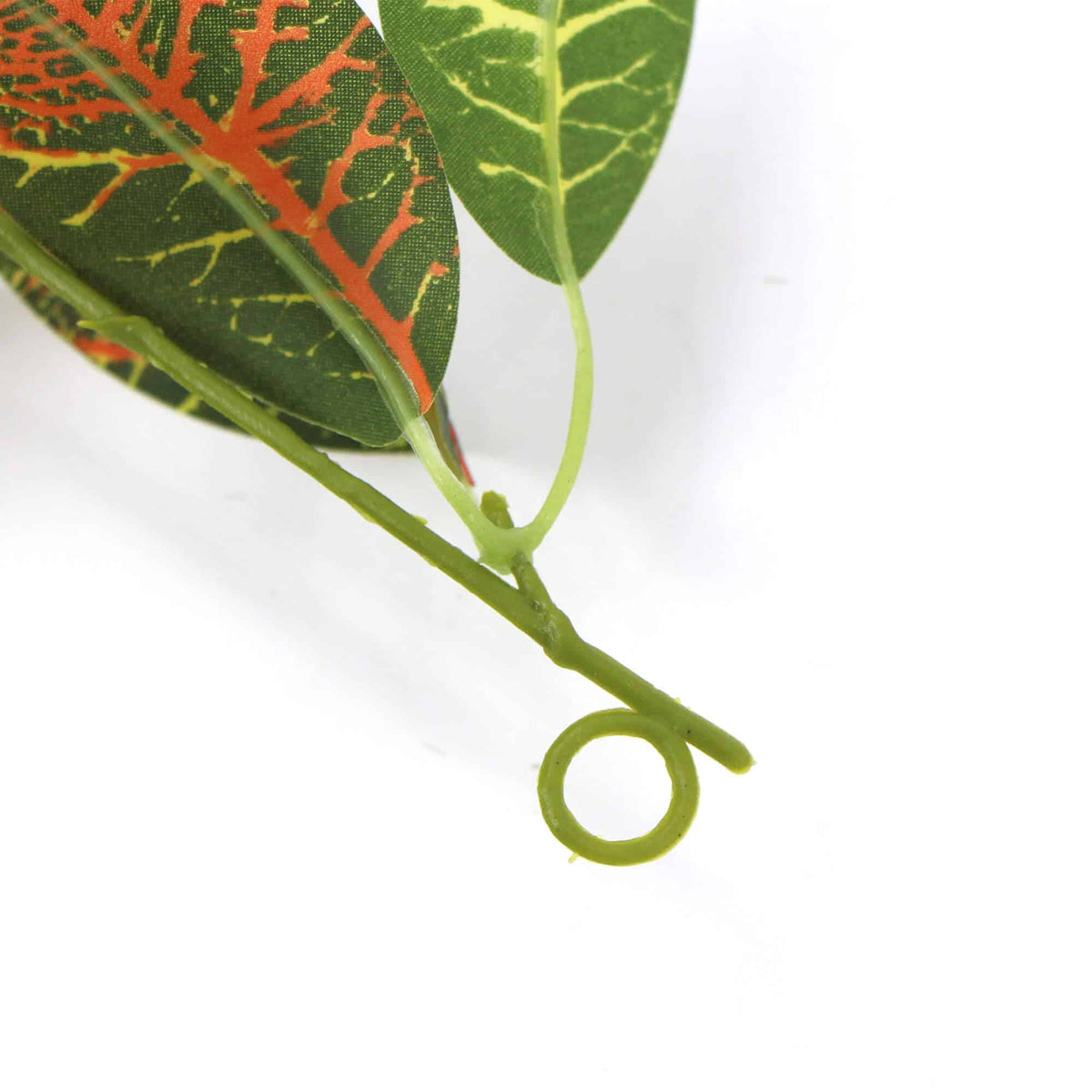 Close-up of a leaf with red and green patterns on a white background