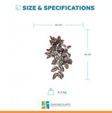 Artificial Hanging / Draping Burgundy Tradescantia Zebrina 42cm