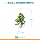 Artificial Hanging / Draping Wandering Jew 42cm
